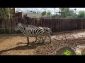 Curious zebra