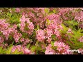 BEAUTIFUL  DAPHNE  FLOWERS  💐 SEOUL KOREA 🇰🇷