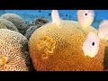 Aquarium 4K VIDEO (ULTRA HD) 🐠 Amazing Beautiful Coral Reef Fish - Relaxing Sleep Meditation Music