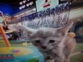 Kittens in Halftime Show of Puppy Bowl VI