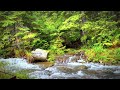 Nature Sounds To Relax Your Body And Mind | Sleep 😴 Study 📚 Relax With Forest Ambience