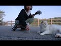 ASMR CATS in The Park Ear Cleaning (Public)