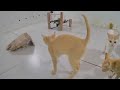 🤣 You Laugh You Lose 🤣 Funny Animal Moments 2024 😸🐶