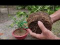 FUTURE TECHNIQUE propagating lemons with coca cola, extremely strong growth