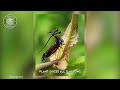 Brazilian Treehopper 🪲 Most Bizarre Bug Ever?! | 1 Minute Animals