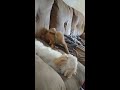 Puppies play fighting