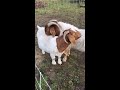 River Rock Homestead - Full Blooded Boer Goats