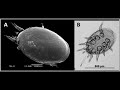 Ants vs. Mites - The War Has Begun