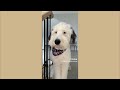 Funny Dog And Cat Video That Makes You Can't Stop Laughing 🤣😅 - Best Funny Animal Videos 2024