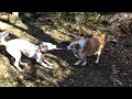 Dogs Playing Tug of War