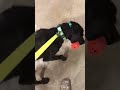 Scotty the Shed Dog - Force Fetch Floor Work