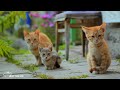 The world's most obedient cat with soothing, relaxing music🎼, Cute Kittens - Cat Music😺🎼