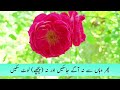 Surah Yasin ( Yaseen ) with Urdu Tarjuma | Quran tilawat | Ep1035| Quran with Urdu Hindi Translation