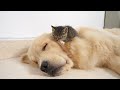 Tiny Kitten Uses a Golden Retriever as a Bed