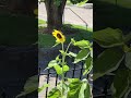 Mexican Sunflower Sways