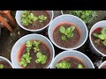 How to grow Kalanchoe plant from cutting || गायजेनबाय कालानसु फुल \ मादि गायखो \ बेसेबां दिन लाखो