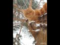 ИЩЕМ КОШКУ,  МЕЙН-КУН ХАЙДИ В ЗАСАДЕ   ПТИЧКИ, MAINE-COON HAIDY HANTER, SNOWING