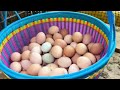 Farm Life | Satisfying harvesting ducks eggs, chicken eggs on the farm