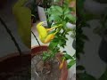 allmanda plant care tips/repotting/soil mix/fertilizer details video#mansi ki hobby#🌿🌿