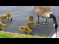 Feeding wild Canada goose goslings bird seed.