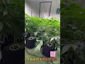 Welcome to the growroom show! Day 2 flower 2xLED panels-super soil