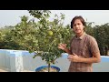 ছাদে বাগান করবেন কিভাবে How to garden on the roof