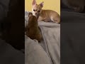 Tiny Chihuahua reaffirm’s bed rules to her big Brother🤣