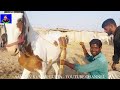 हॉर्स ट्रेनिंग से बनेंगे बढ़िया घोड़े - पार्ट 47 Balotra Horse Market 2024 Tilwada Pashu Mela Horse