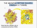 tRNA Stucture and Charging