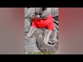 Funniest Cats And Dogs Videos🤣- Best Funny Animal Videos 2024😻