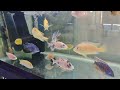 A visit to Abu Baban’s Fish shop #Sulaymaniyah #aquarium