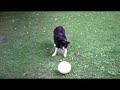 Escrima dog as Soccer player
