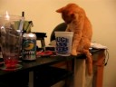 Drinking Cat