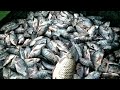 jala ikan di sungai || jaring ikan mas,ikan tilapia, ikan haruan, ikan keli afrika