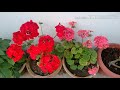 How to grow Geraniums..... Beautiful winter flowering plants 🌼🌸💮