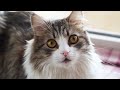 EXTREMELY Soothing Cat Therapy Music - Relax Your Cat! Cat Music