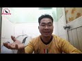 Hướng Dẫn Lột Lưỡi Cho Chim Sáo Đen II Instructions for peeling black flute blades@KhiNguyen Vlog