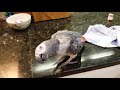 Birb does a (((bizzy)))