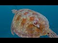 The Ocean 4K (ULTRA HD) - Beautiful Coral Reef Fish - Stress Relief - Nature Sounds, Sleep Music #7