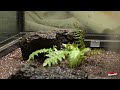$5000 Moss Garden Making Process in the Middle of a House. Vivarium Master in Korea