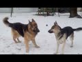 German Shepherds Ranger &  Gunny  playing in the snow ❄