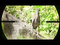 Bird hunting  Collared dove, Spotted Dove, and Punai #airgunhaunting