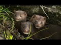 AMERICAN MINK - Nature's Fearless Killer
