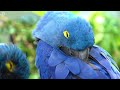 Most Beautiful Blue Birds | Stunning Nature | Relaxing Birds Sound | Symphony of Serenity - No Music