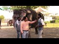 हाथी को घर मे पालना है तो क्या करे || Elephant Farm || Hello Kisaan
