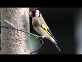 Goldfinch enjoying the sunflower hearts in the garden