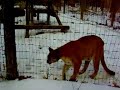 Columbus Zoo Puma