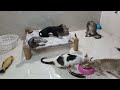 Funny Dogs And Cats Videos😻🐶Best Funniest Animal Videos 2024