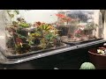 Time-lapse of begonia cuttings growing.