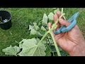 How to: The gourd plant has no yield | I cut the leaves of the gourd plant | Hobbyist Gardening UK